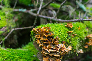 moss on the tree