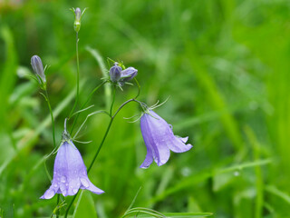 Glockenblumen auf der Wiese	
