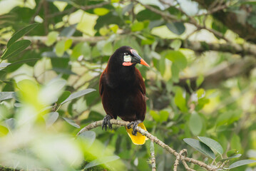 Montezuma Oropendula, Psarocolius montezuma, Oropéndula