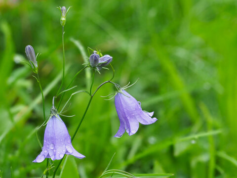Glockenblumen auf der Wiese	

