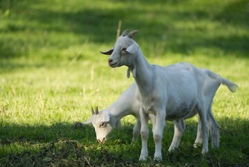 Two little goat lambs stand close to each other in the meadow