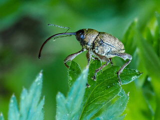 Fototapeta premium Eichelbohrer