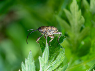 Fototapeta premium Eichelbohrer