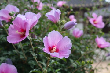 Rose of Sharon is the national flower of South Korea