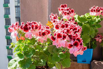 Pink pelargonium flowers. Bud close up. Grow a flower in a pot on the balcony. Botanical petal floral background. Gardening