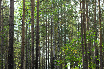 Obraz premium Trees in the forest and deciduous. and coniferous . They are illuminated by sunlight, the sun's rays penetrating through the trees illuminate the branches of trees