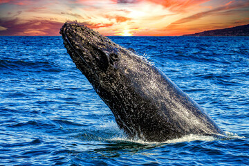 Beautiful specimen of humpback whale emerging from the deep sea in the sea of Cortez, in Cabo San Lucas in the state of Baja California Sur, Mexico.