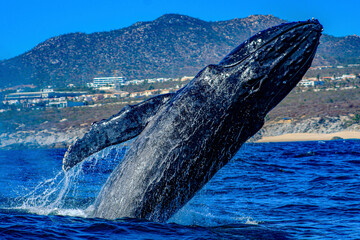 Fototapeta premium Beautiful and huge specimen of humpback whale emerging from the deep sea and jumping with joy in the sea of Cortez, in Cabo San Lucas in the state of Baja California Sur, Mexico.