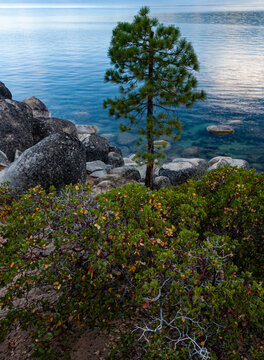 512-61 Pine and Manzanita on Tahoe Shore