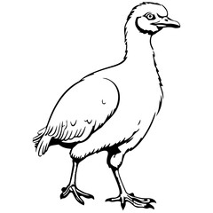 Emus baby chick kid outline illustration Australia