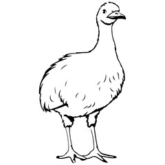 Emus baby chick kid outline illustration Australia