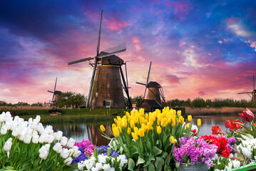 Windmill in Holland Michigan - An authentic wooden windmill from the Netherlands rises behind a field of tulips in Holland Michigan at Springtime. High quality photo - 644976466