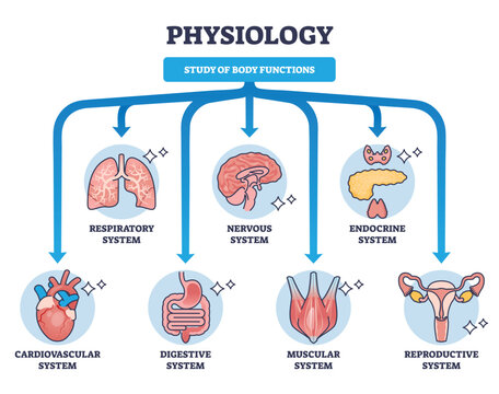 Physiology as study of body functions and organ systems outline diagram. Labeled educational scheme with science about respiratory, nervous, cardiovascular, digestive or endocrine vector illustration