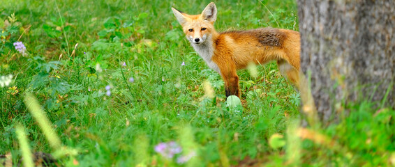 Naklejka na ściany i meble Red Fox in Forest Mountains Wild Animal Wary and Alert
