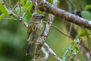 Streaked Saltator - Saltator striatipectus, shy beautiful perching bird from Latin America woodlands and forests, Panama.