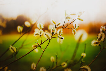 The  fluffy flowers willow blooming on slender branches of a bush on a bright spring day. This image evokes themes of growth, renewal, and the delicate beauty of nature.