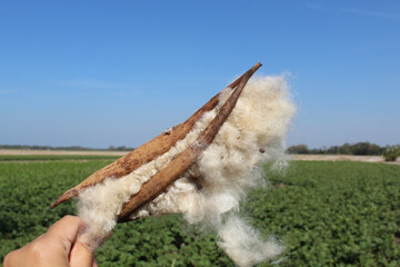 Dried fruit of Ceiba pentandra plant, produce cotton-like fluff known as the Java cotton, Java...
