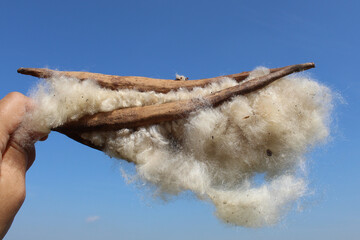 Dried fruit of Ceiba pentandra plant, produce cotton-like fluff known as the Java cotton, Java...