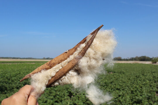 Dried fruit of Ceiba pentandra plant, produce cotton-like fluff known as the Java cotton, Java kapok, silk-cotton or samauma.
