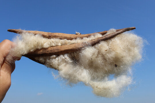 Dried fruit of Ceiba pentandra plant, produce cotton-like fluff known as the Java cotton, Java kapok, silk-cotton or samauma.