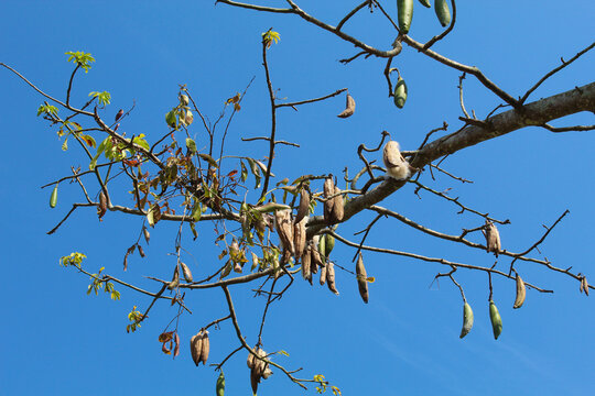 Ceiba pentandra tree produce cotton-like fluff known as the Java cotton, Java kapok, silk-cotton or samauma. High tree with clear blue sky background