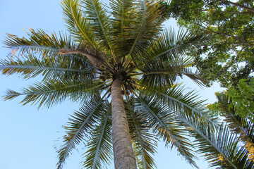 Fototapeta na wymiar High green coconut tree, view from below. Clear blue sky background
