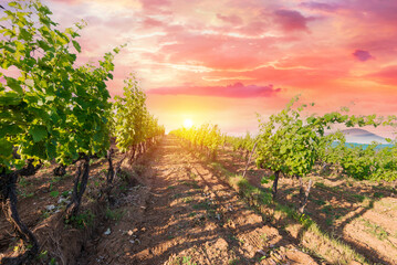 Vineyard at sunrise in San Gimignano Tuscany. High quality photo