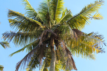 Fototapeta premium High green coconut tree, view from below. Clear blue sky background