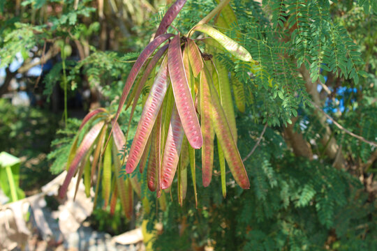 Leucaena leucocephala fruit hanging on the tree. Also called lamtoro or petai cina