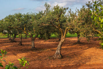 Orchard with olive trees, late spring, Sicily - 644980220