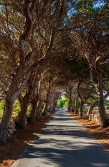 Alley of pine trees along a narrow road. Sicily