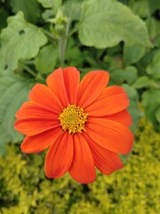 Vibrant Mexican Sunflower in full bloom, displaying its fiery red-orange petals under the golden sun. Nature's beauty captured