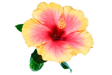 Yellow Red Hibiscus Blooming Flower. Blooming Chinese Rose Plant on a White Background