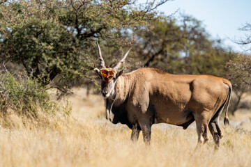 Naklejka na ściany i meble Eland antelope photographed in Mokala National Park, South Africa.