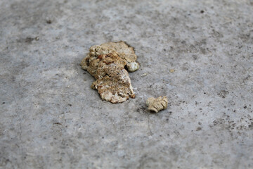 Dry chicken manure on grey background
