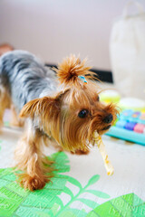 The Yorkshire Terrier nibbles on a healthy treat for the teeth. 