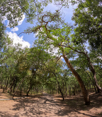 Obraz premium Sandal wood Tree