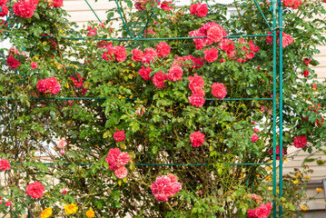 Blooming rose bushes inside a homemade metal rose garden.