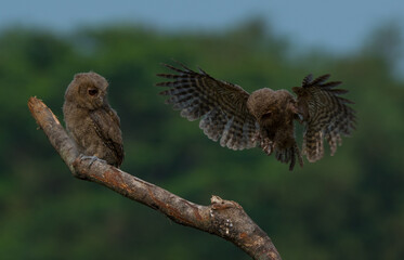 A pair of young sunda scops owl otus lempiji interacting over a tree branch, natural bokeh background 