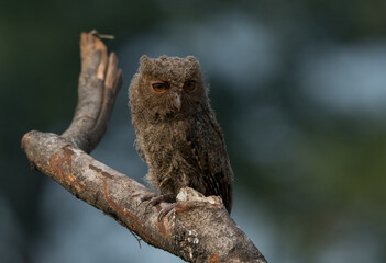 A young sunda scops owl otus lempiji shows a sleepy face, natural bokeh background 