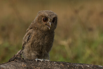 A young sunda scops owl otus lempiji screeching on a tree branch, natural bokeh background 