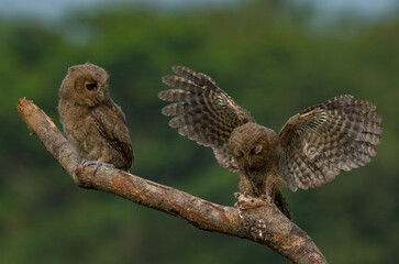 A pair of young sunda scops owl otus lempiji interacting over a tree branch, natural bokeh background 