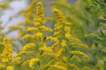 秋の花、セイタカアワダチソウ。