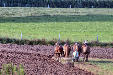 Amish Farmer and Team of Work Horses Plow