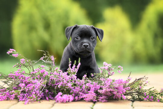 cute staffordshire bull terrier puppy portrait outdoors with heather