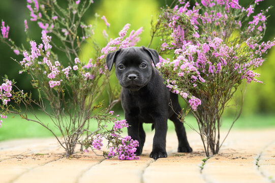 black staffordshire bull terrier puppy posing with heather outdoors