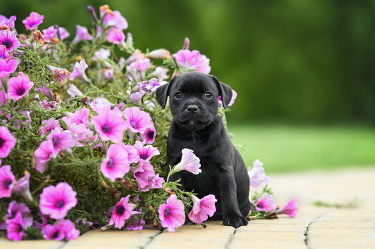 black staffordshire bull terrier puppy sitting outdoors in pink petunia flowers in bloom
