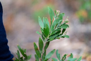 child holding a plant in hands in australia