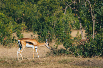 Impala en train de manger des feuilles dans la savane, safari, kenya