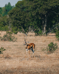 Impala dans la savane, de profil, kenya, safari, ombres, cornes